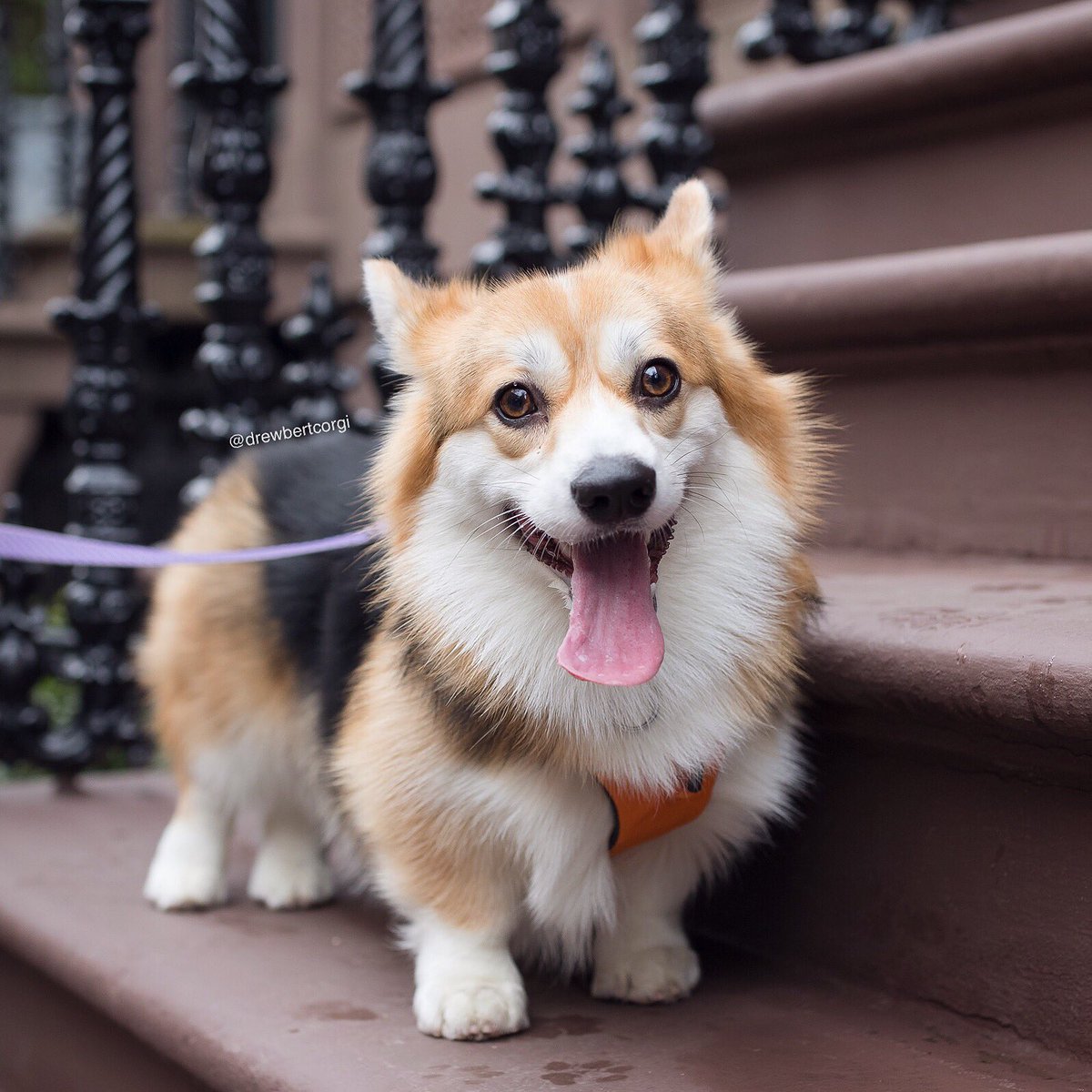...Her tongue is as big as her stumps.

#ItsMonaTime #ToPant