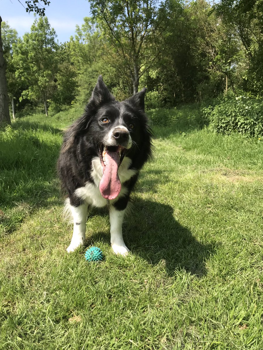 Missed my morning workout 🐾 #bordercollie #theappleofmyeye #abroad