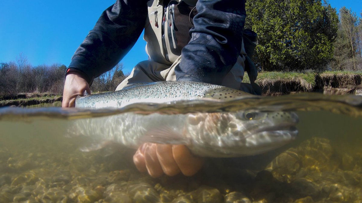 perfectwknds's tweet photo. Itching for fly fishing action? Click this link to see the #SpringSteelhead clip on Daniel Favato's IGTV - some awesome catch & release moments on the Ganaraska River with @McNaughtM
https://t.co/IU3JvATP7S
π Port Hope
π· Daniel Favato
#DiscoverON #FishON #FishKN https://t.co/ReHCQpxUy2