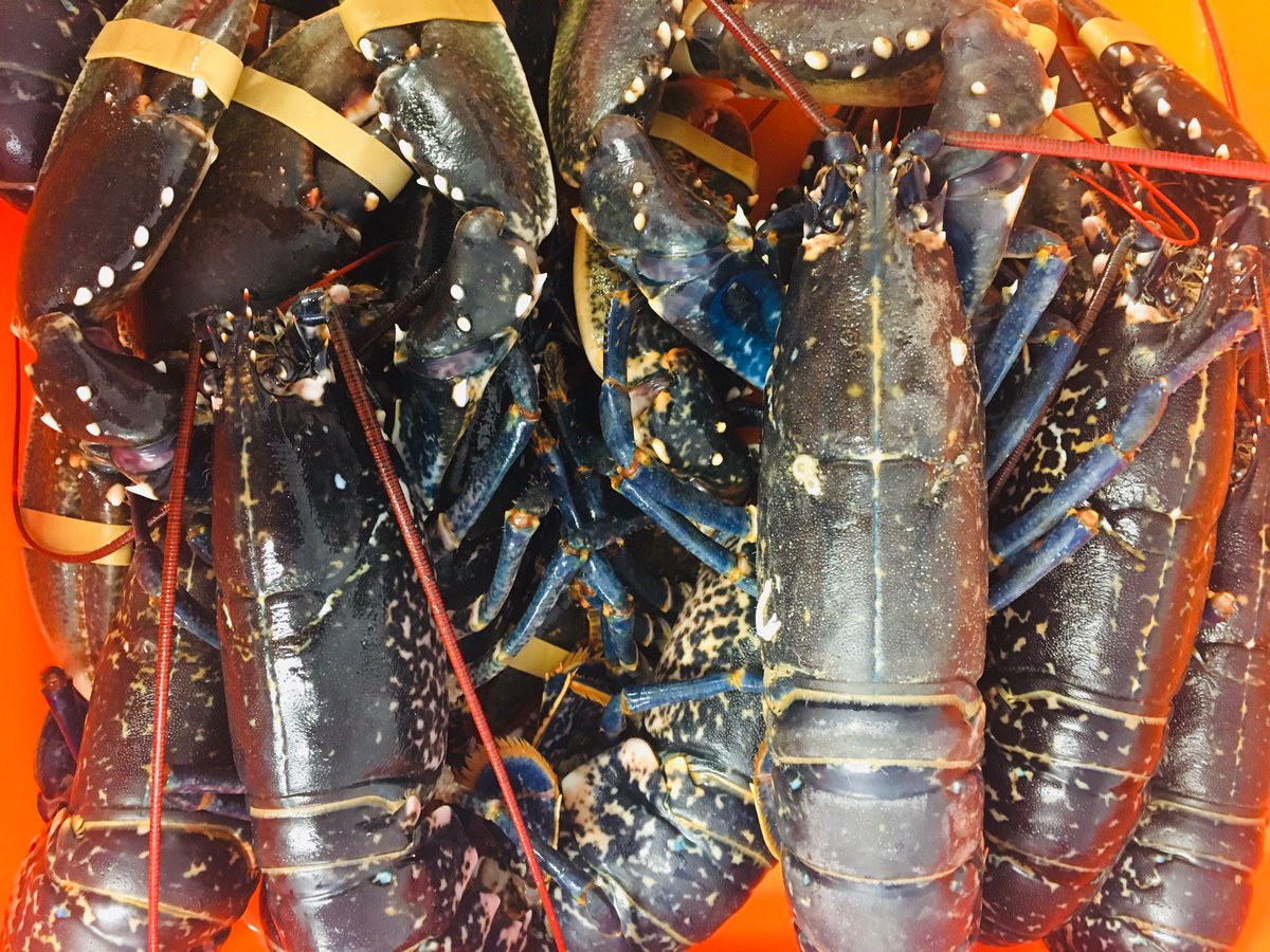 WCCFreshFish's tweet photo. One lucky customer is going to be receiving these beautiful creatures straight from their pots in their fish delivery this afternoon ☀️🦞😍#weymouth #localfisherman #summershere #lobsterlove #dorset #support-local #localpub #perfect #lovefish https://t.co/S6AhRy81Nr