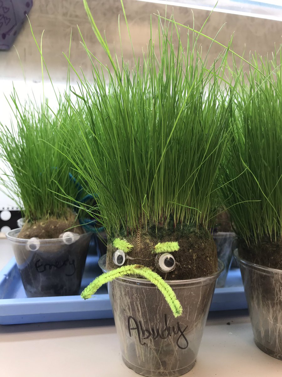 york_engineers's tweet photo. “And just like that they grow up too fast... #plantparenthood” This week they will be taking their journey home. #sci3L2 Be on the lookout for their plant packages to take them home safely! @YorkESBulldogs https://t.co/D7T82HOelq