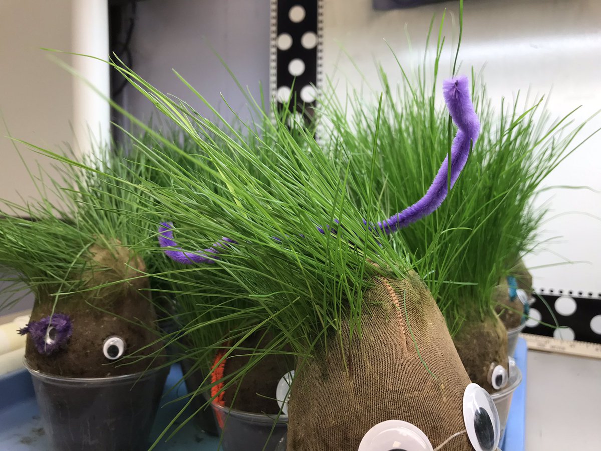 york_engineers's tweet photo. “And just like that they grow up too fast... #plantparenthood” This week they will be taking their journey home. #sci3L2 Be on the lookout for their plant packages to take them home safely! @YorkESBulldogs https://t.co/D7T82HOelq