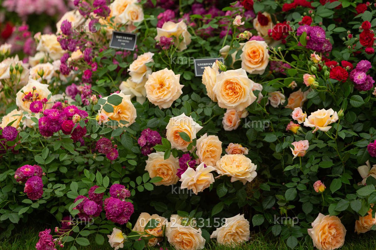 KeithMindham's tweet photo. Congratulations to Peter Beales Roses on winning their 26th Gold medal at Chelsea Flower Show were they also launched their latest rose 'Liverpool Hope' https://t.co/HygkZHZpK9