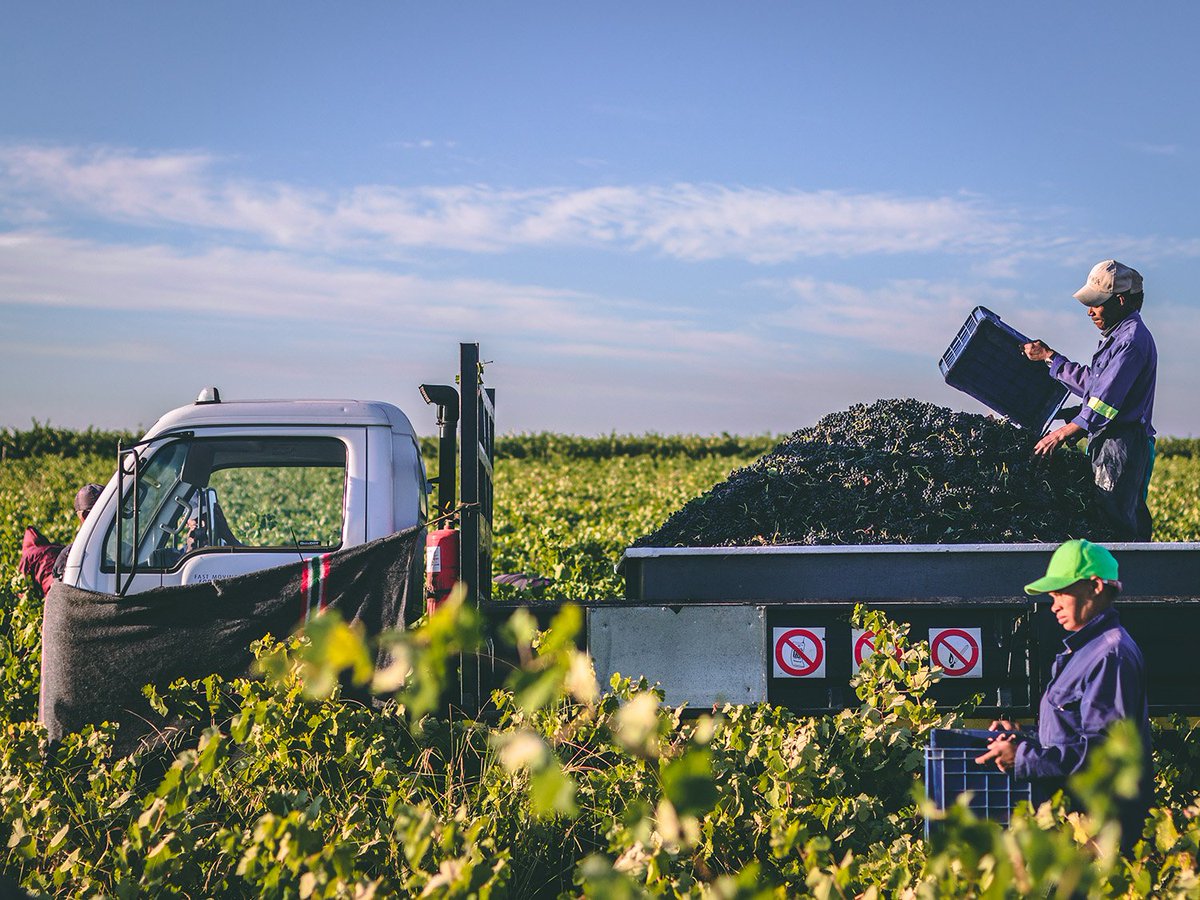 The Biggest Reward Is Progress | Bellingham Harvest Report 2019 

Read all about our #SAHarvest2019 here - bit.ly/2Wf1Q5j