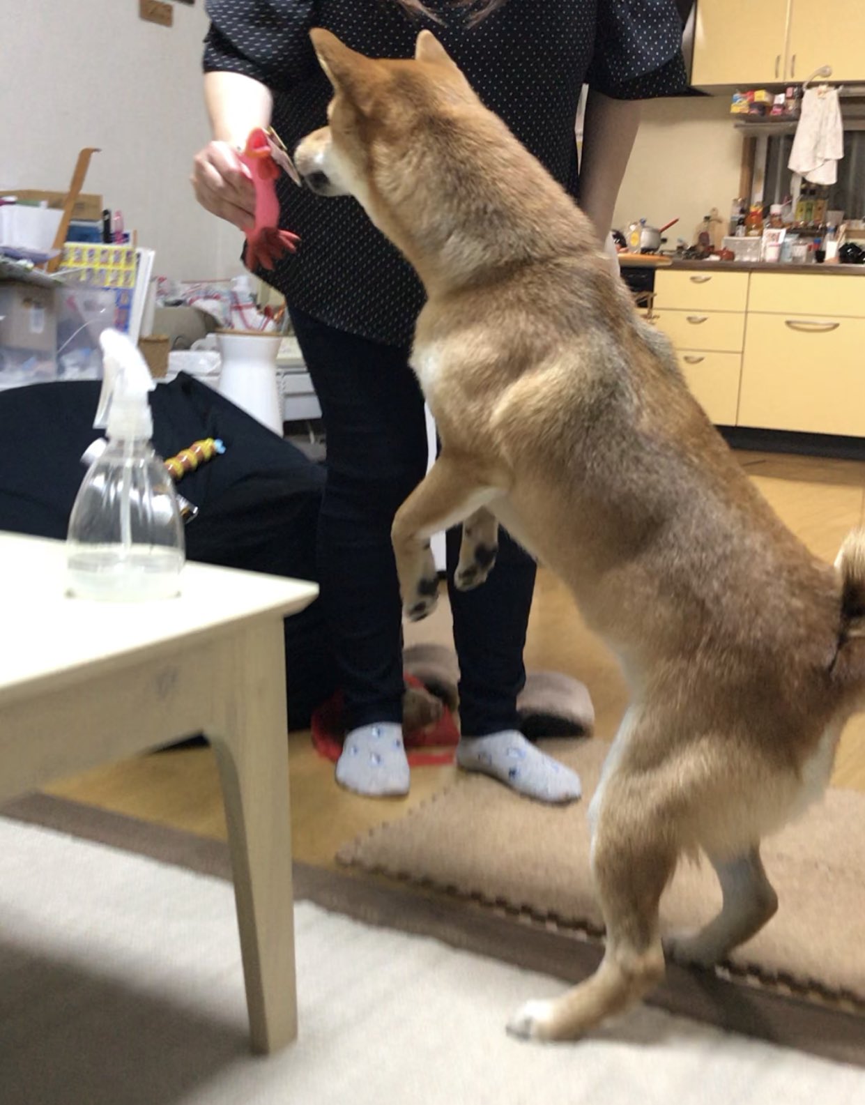 柴犬のフク た 立ってる 柴犬 立つ犬 愛犬 フク かわいい ペット おもちゃ