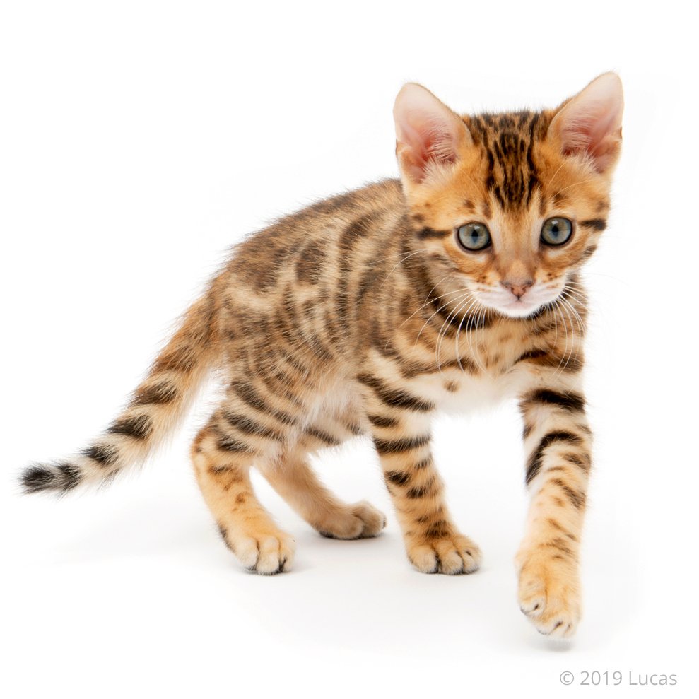 Catit's tweet photo. Did you know that some cats love to swim? What about your cat?
#swimmingcat https://t.co/VvsuUbwuN9