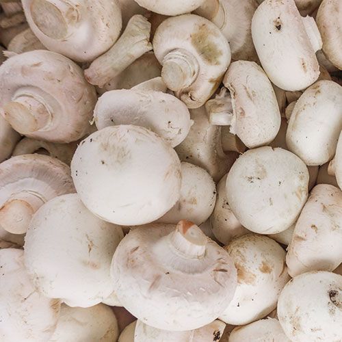 Invest in button mushroom and have the benefit of enjoying all the three flushes as profit to your pocket🤗🤗. Visit our website and click the investor button.
youfarm.co.zw
#InvestingInAgriculture
#AgriTechZim