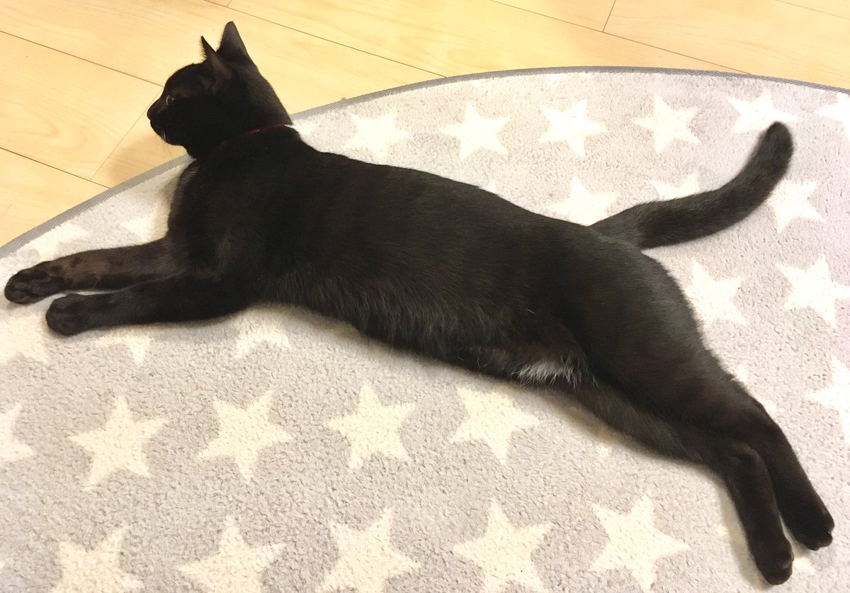 しおやてるこ 準備中 على تويتر くろすけがプーマのロゴマークぽかった 黒猫