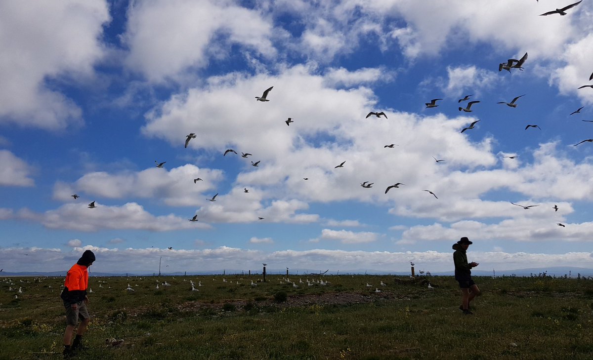 today we carried out our gull census; sadly just 1,454 nests compared with 3,600 last year #TeamGull #SeabirdsCount @JNCC_UKseabirds