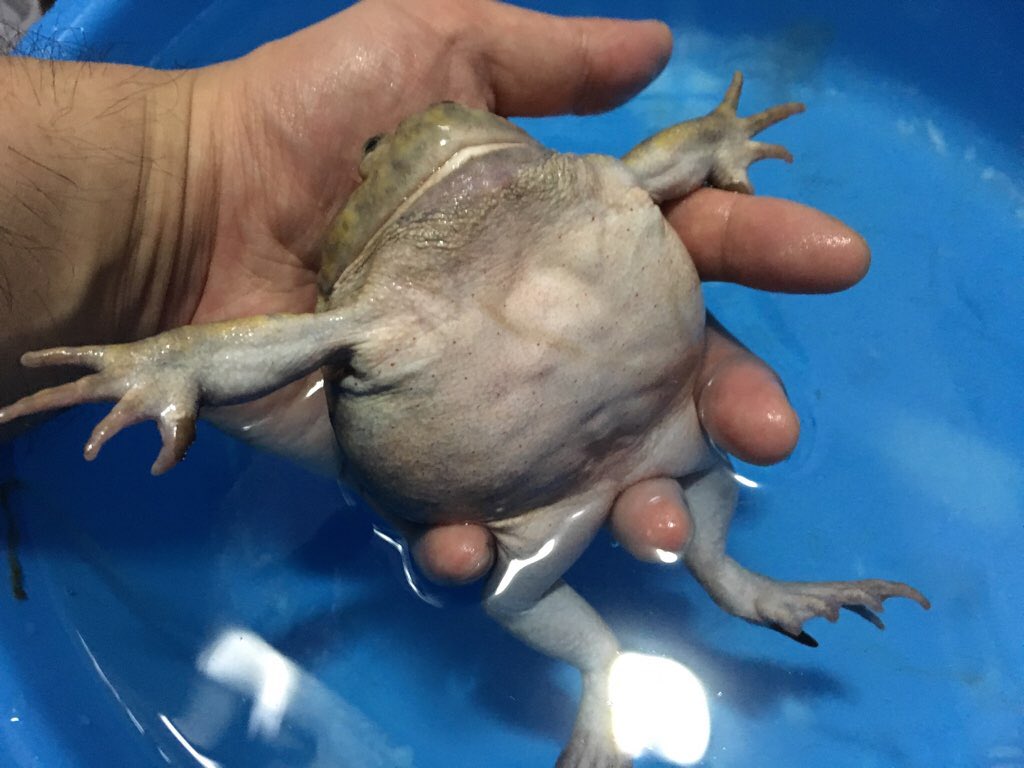 repgatecom's tweet photo. もうすぐ8歳の水まんじゅうの姿がこちらです

#バジェットガエル #マルメタピオカガエル #カエル #Budgett'sfrog #両生類 https://t.co/PatCBMTsCs