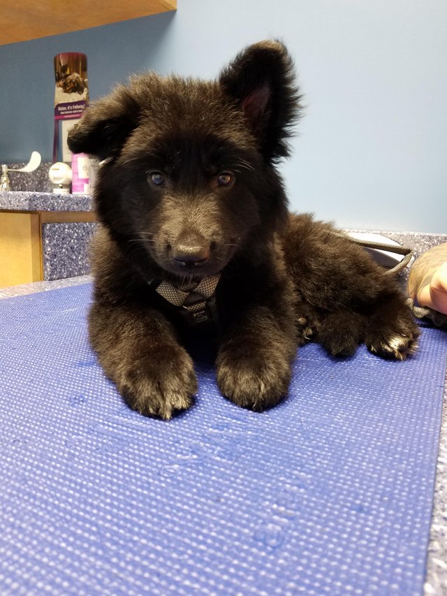 PhilosophyDogs's tweet photo. Name: Pepper 
Specification: Part dog floof, part bear floof. 100% good fren. 
Philosophical inclination: "Knowledge of where the treats are kept is true wisdom."

#Dogs #Aww #Philosophy #PhilosopherDogs https://t.co/RAldOkmyMB
