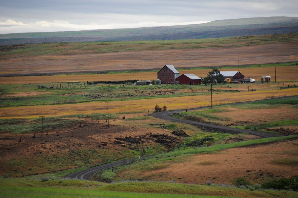 BikePortland's tweet photo. Cycle Oregon's 'Gravel' goes east into wide open Wasco County https://t.co/bgZmrvZLqs
#CoMotionCycles @ridewithgps
#RolfPrimaWheels #EasternOregon #gravelcycling #Dufur #WascoCounty @TravelOregon https://t.co/2awzRNmH82