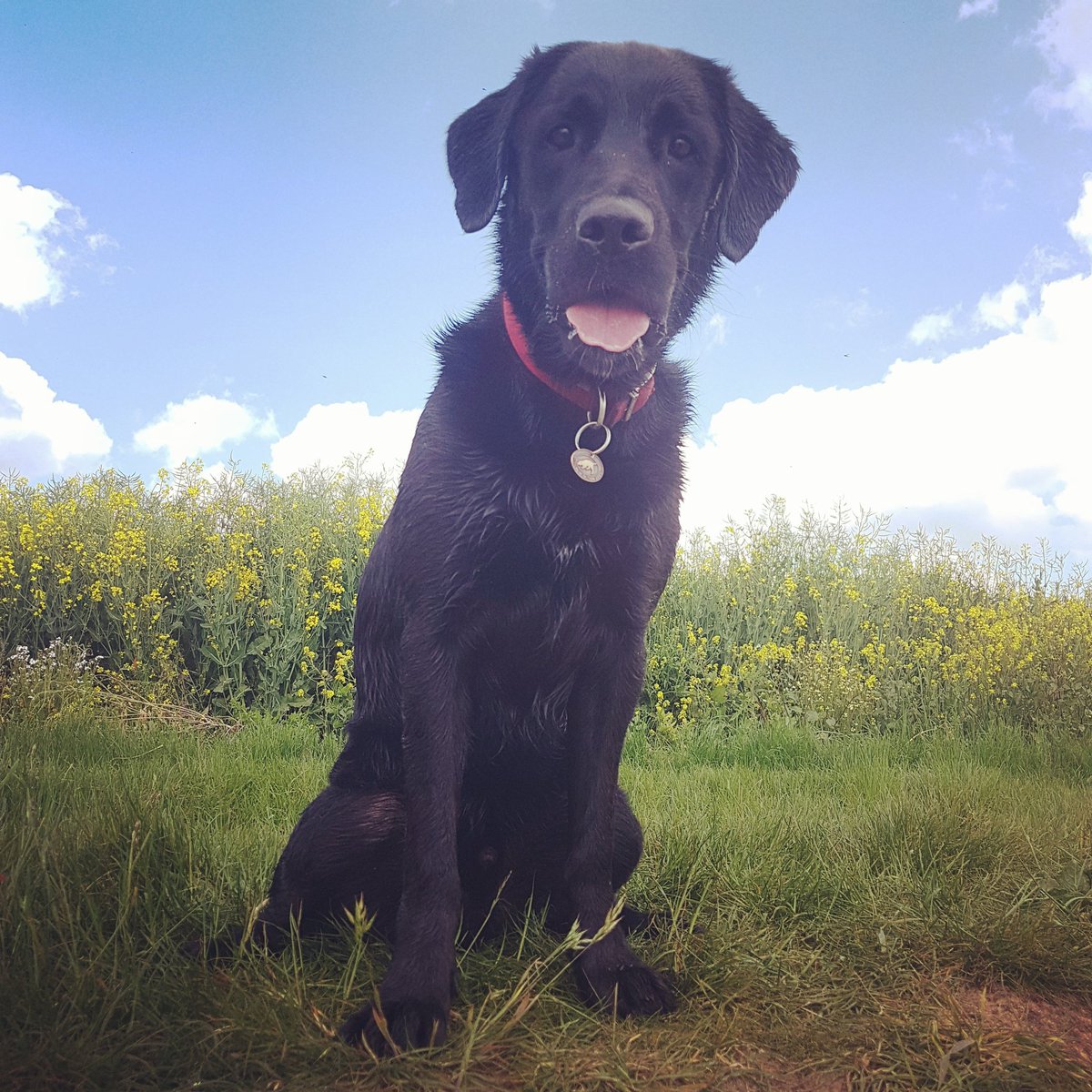 What a handsome boy! #Hudson #ponysizeddog