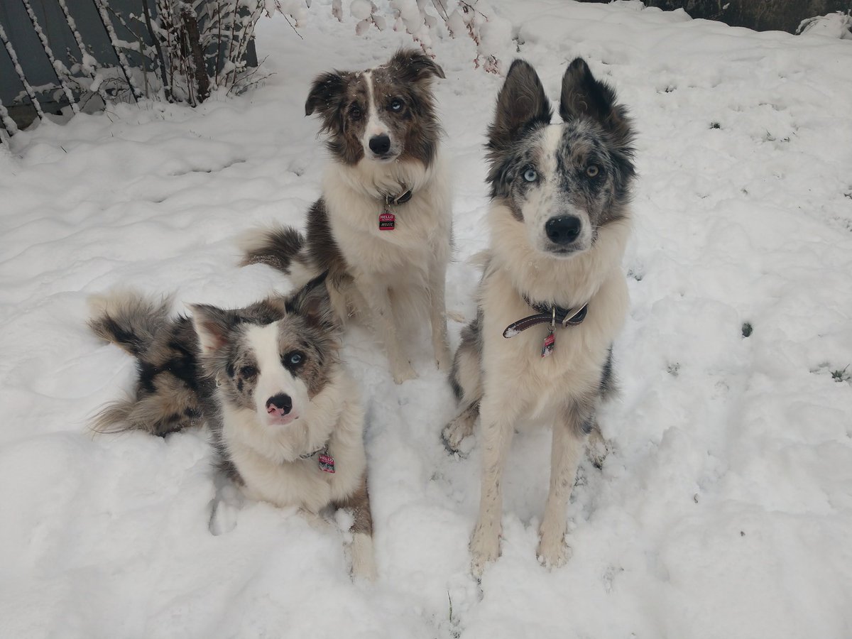 noelle_nichols's tweet image. Hello May snow. 

We were waiting for you. ❄️

 #ColoradoWeather #ThisIsNormal