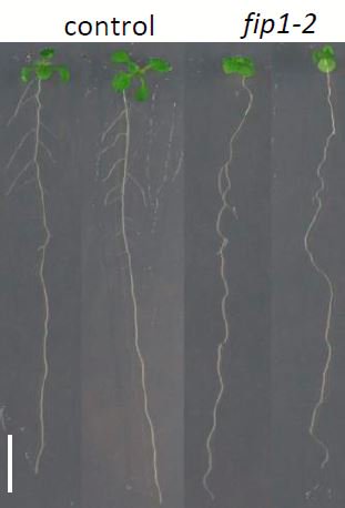 jcpozito's tweet photo. Finally, we have the FIP1 paper out. The important role of alternative polyadenylation in root development and response to stresses. https://t.co/sqRH2diSxi https://t.co/Eg8kCDLyED