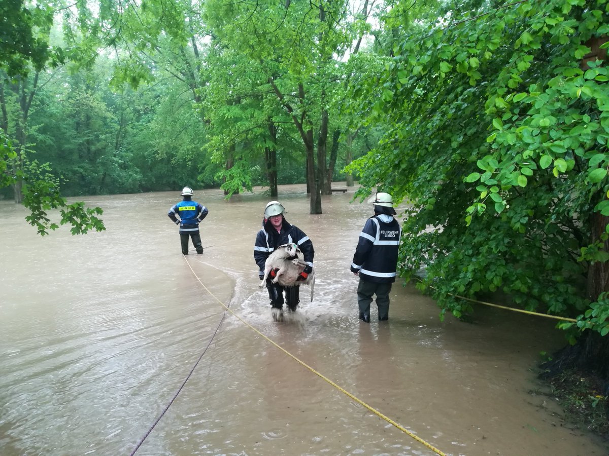 lzonline's tweet photo. Tief "Axel" hat Lemgo besonders hart getroffen. Nicht nur zahlreiche Straßen wurden überflutet, auch 28 Schafe sind ertrunken. Die Freiwillige Feuerwehr Lemgo hat alles gegeben und konnte wenigstens acht Tiere aus den Fluten holen. => https://t.co/qufjobw350 #hochwasser #tiefaxel https://t.co/WxMQqnAVVU