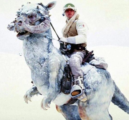 Melissa J. Roche tweet media