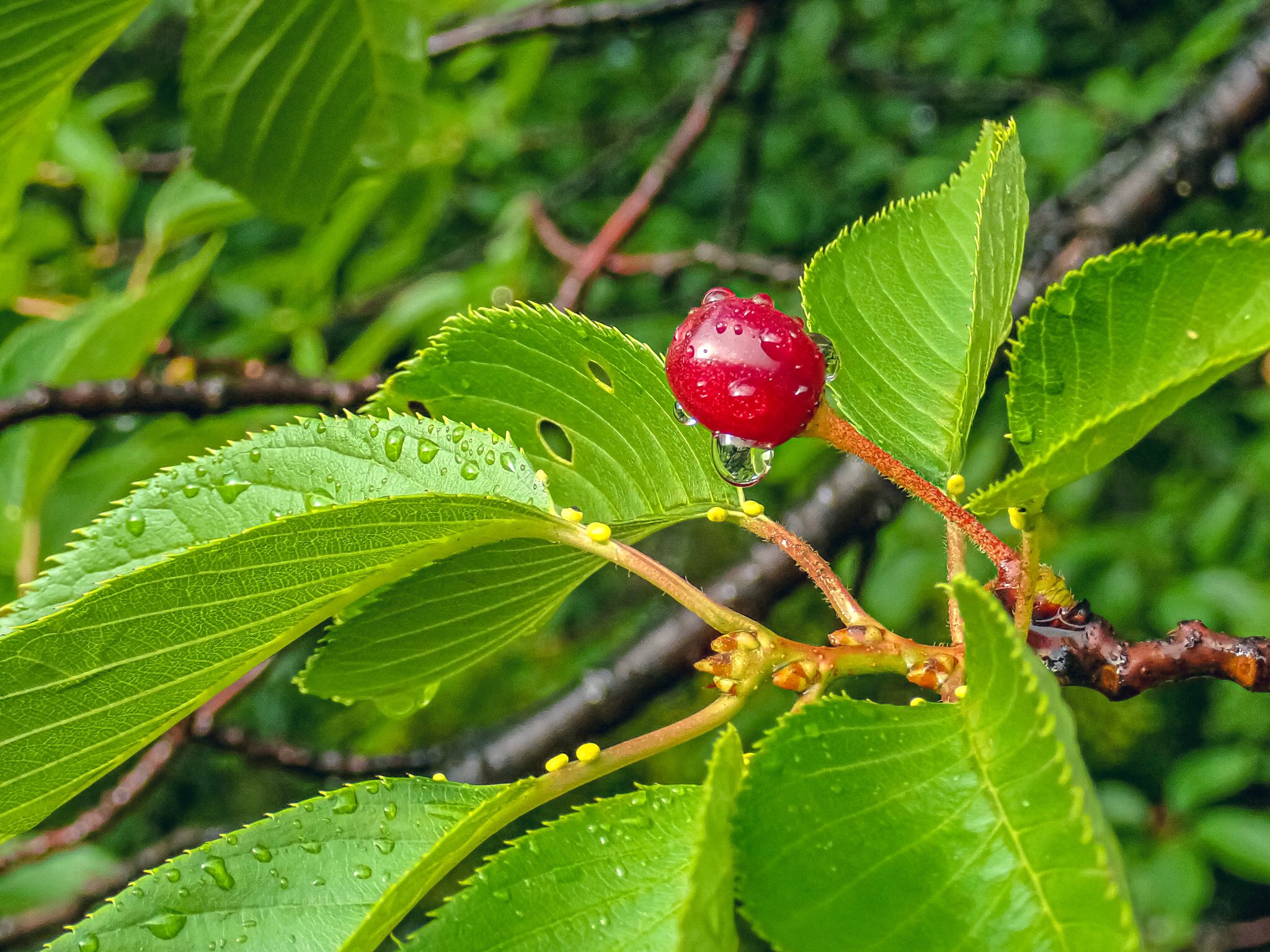 とんとん ソメイヨシノ 実がなってる T Co Lsqjp5hbcm Twitter とんとん ソメイヨシノ 実がなってる T Co Lsqjp5hbcm Twitter