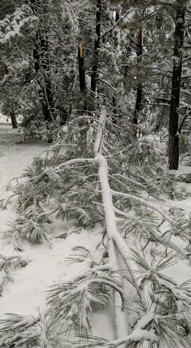 BrookeJ14's tweet photo. We lost a few trees to this crazy #springstorm. #9wx #9News #cowx https://t.co/rsuVkeAm7E