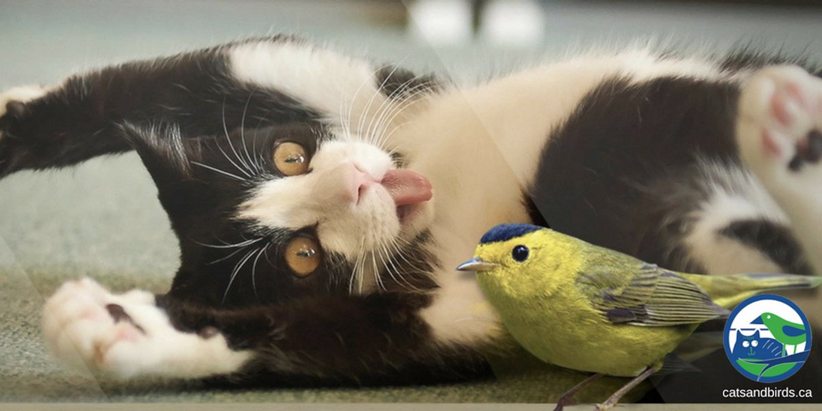 SafeCatSafeBird's tweet photo. Almost 3/4 of Canadian cat owners keep their cats safe from roaming (cars, diseases, fights, getting lost, etc) and thereby keep birds and wildlife safer too. Join the movement at https://t.co/vokkCjUqNs https://t.co/eloJinsxEO