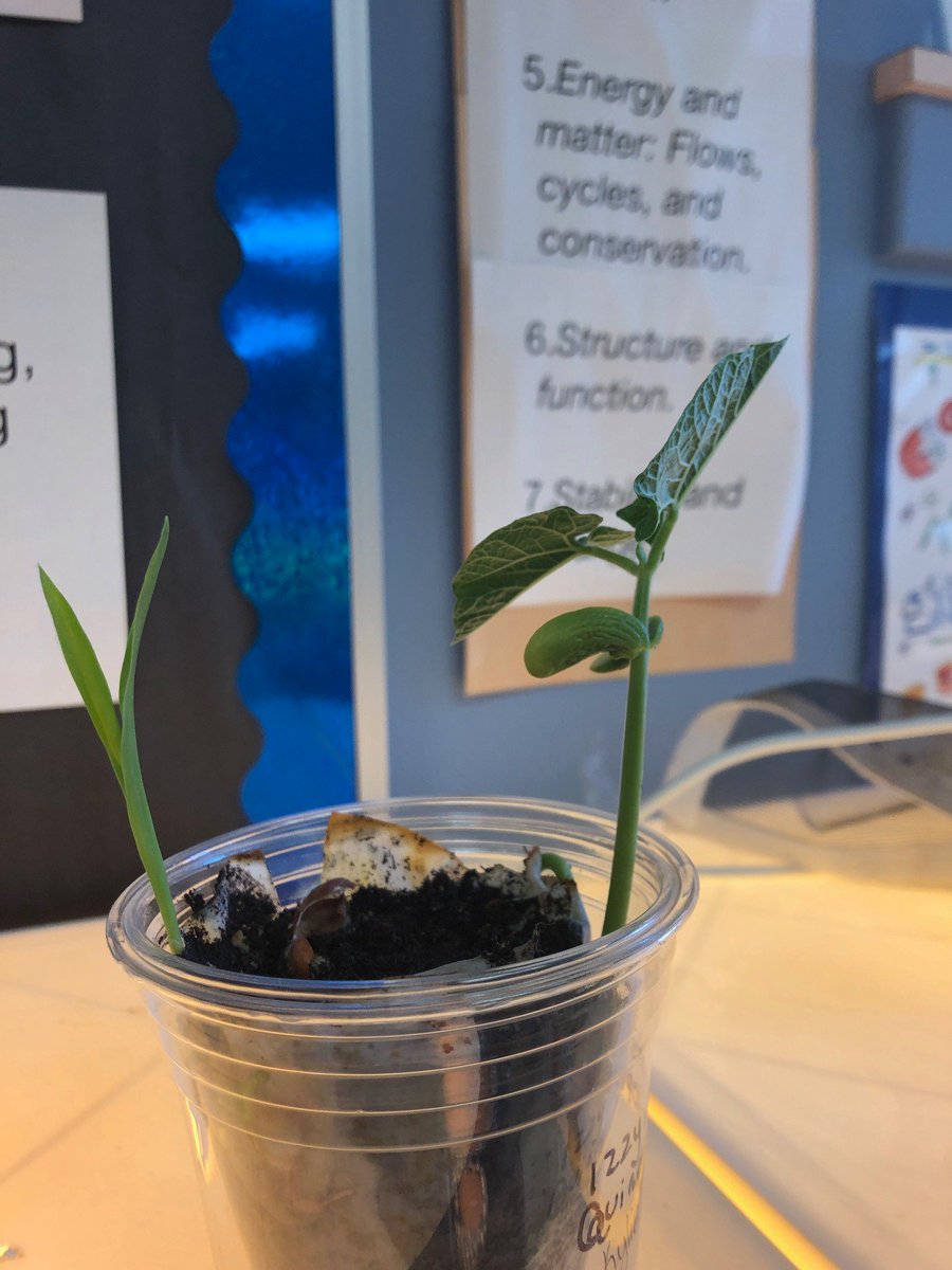 morgancuthbert's tweet photo. My Ss growing plants to compare and contrast monocots and dicots. #lifecycles #classifcation #germination @YarmouthHMS @MAINETOY https://t.co/Er485aLcGA