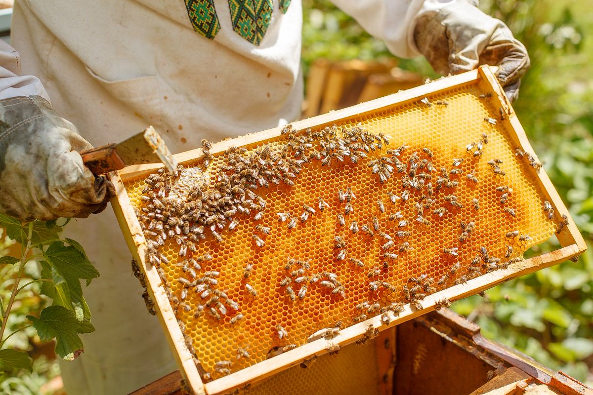 A Beginner’s Guide To Raising Honey Bees &amp; How To Get Started - naturallivingideas.com/guide-to-raisi… #bees #savethebees #backyardbees #pollinators #garden #hobby #diy #honey #freefood #naturallivingideas