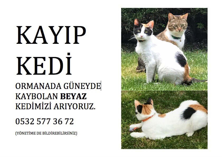 Arkadaşımın kedisi, Zekeriyaköy tarafında olan arkadaşlarım paylaşırsa mutlu olurum..🙏
<a href="/birolozcanli/">birol ozcanli</a>