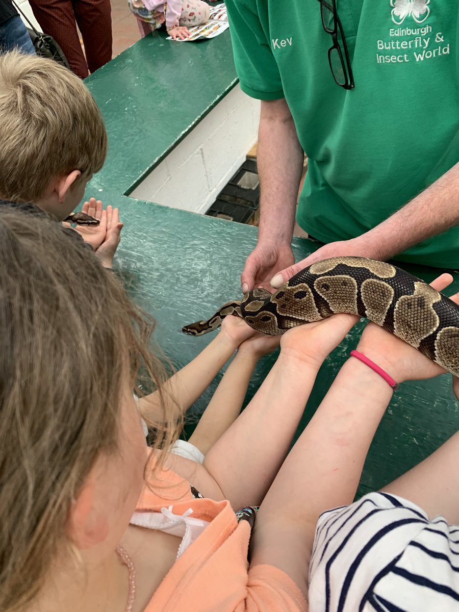 franstar66's tweet photo. S in P4 &amp; L in P2 went to the Owl Centre in Polkemmet Park and Butterfly World https://t.co/8mGj7hbvR1