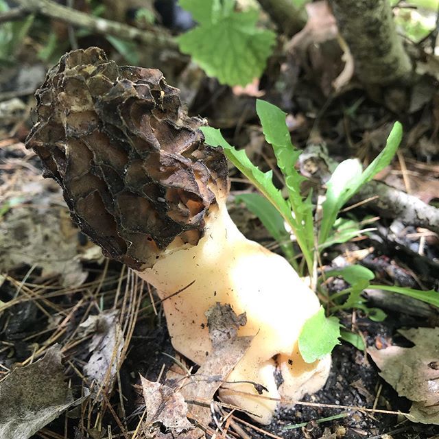 Morel mushroom bit.ly/2VYU5kQ