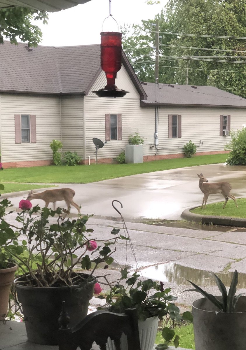 Yvonne (@yvonne41277) on Twitter photo I woke up this morning and went outside with my cup of coffee ☕️ and my iPhone and I got this wonderful picture of 2 Deer’s 🦌🦌Have a wonderful blessed day everyone <a href="/antoniobanderas/">Antonio Banderas</a> <a href="/ReikiArthur/">Arthur Plitt</a> <a href="/gary_hensel/">Gary Hensel</a> <a href="/KatieMcDiamond/">Katie Diamond</a> <a href="/NeilDiamond/">Neil Diamond</a> <a href="/CarmenAcai/">Carmen Acai</a> <a href="/77NeilDiamond/">José Dominguez</a> I woke up this morning and went outside with my cup of coffee ☕️ and my iPhone and I got this wonderful picture of 2 Deer’s 🦌🦌Have a wonderful blessed day everyone <a href="/antoniobanderas/">Antonio Banderas</a> <a href="/ReikiArthur/">Arthur Plitt</a> <a href="/gary_hensel/">Gary Hensel</a> <a href="/KatieMcDiamond/">Katie Diamond</a> <a href="/NeilDiamond/">Neil Diamond</a> <a href="/CarmenAcai/">Carmen Acai</a> <a href="/77NeilDiamond/">José Dominguez</a>