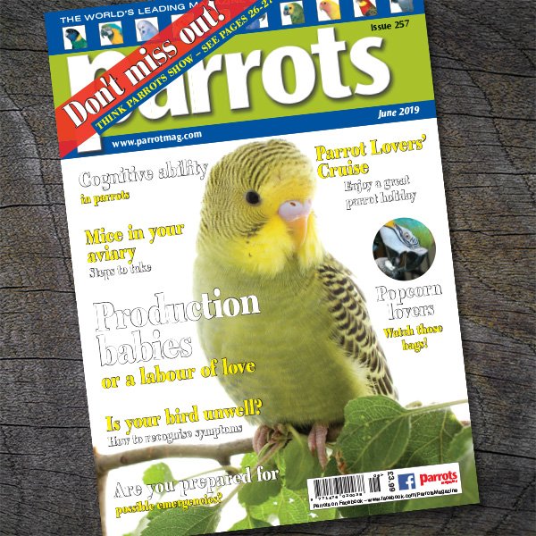 The June 2019 issue (257) is out now!

Buy your copy online parrotmag.com/buy-the-latest… or call 01273 464777.

#parrotsmagazine #thinkparrotsshow #northernparrots #parrot #pets #parrots #birds #petlovers #parrotlovers #birdlovers #parrotlife #rspca #lpf #loroparque #rosemarylow