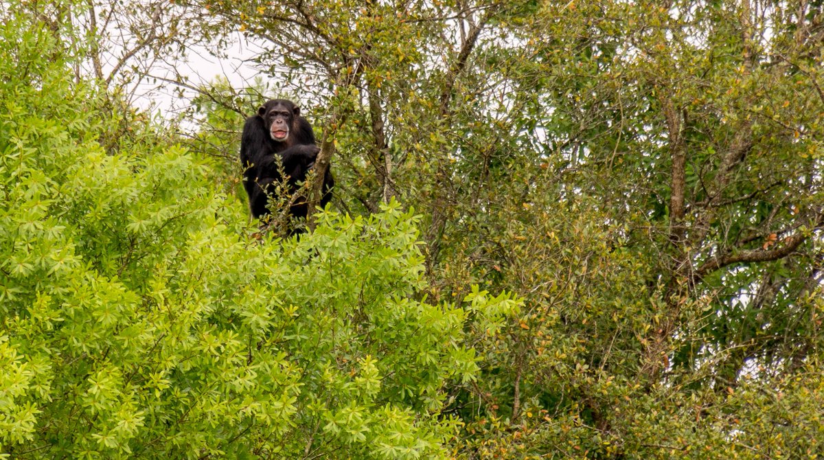 SaveTheChimps's tweet photo. We love to see #chimps in trees! Many of our residents don't climb the trees but #ChrissyTheChimp can often be spotted, #OutOnALimb. Here's a shot of her watching the #STCMemberDay groups go by from a large oak tree on her island. Photo taken by member, Mike Brown.
#FeaturedChimp https://t.co/q94AxTnFEf