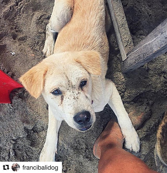ILoveBaliDogs1's tweet photo. #Repost @francibalidog ・・・
This sweet boy has been left on the beach from an irresponsible expat lady and he is now living there with one of the different beach packs I daily feed and care for. 
Wishing to find a responsible human who can give to thi… https://t.co/68ehxmpcwO https://t.co/XeWgudpnDp