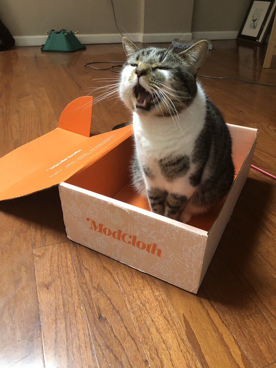 CMD_ESQ's tweet photo. .@ModCloth order came in and Tybalt has some thoughts. #ModboxKitty https://t.co/zblUupPxz9