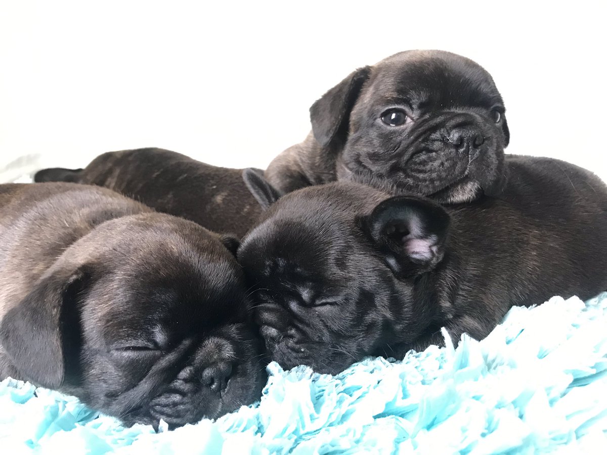 RobbIsle1965's tweet photo. Introducing our 5 week old litter from Ch.Robb Isle Justice For All x Robb Isle Truth Or Dare; 3 Male Brindles &amp; 1 Female Brindle #FrenchBulldog #puppiesofinstagram #dogs #frenchies #dogsoftwitter #frenchbulldogoftheday #frenchbulldogs #dog #dogsofinstagram #Puppies #frenchielove https://t.co/kseKObIzXQ