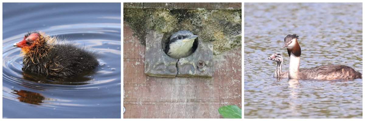 Janeh271's tweet photo. Today has been all about #juvenile #birds #nuthatch #GCGrebe & #Coot all at #elsecar :) @Britnatureguide @Team4Nature @Natures_Voice @RSPB_OldMoor @elaronndy https://t.co/W6HwqU9Pn7