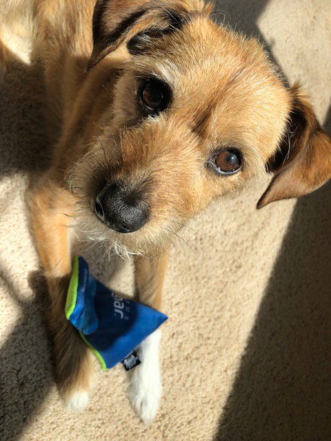 CampusSonar's tweet photo. Campus Sonar wedge—dog toy or phone holder? Don't have one? Make sure you visit us at a conference! If @StephenApp is there, he'll pitch why you need one.
https://t.co/Wy7P3gKX6I https://t.co/olZWWaKRVf