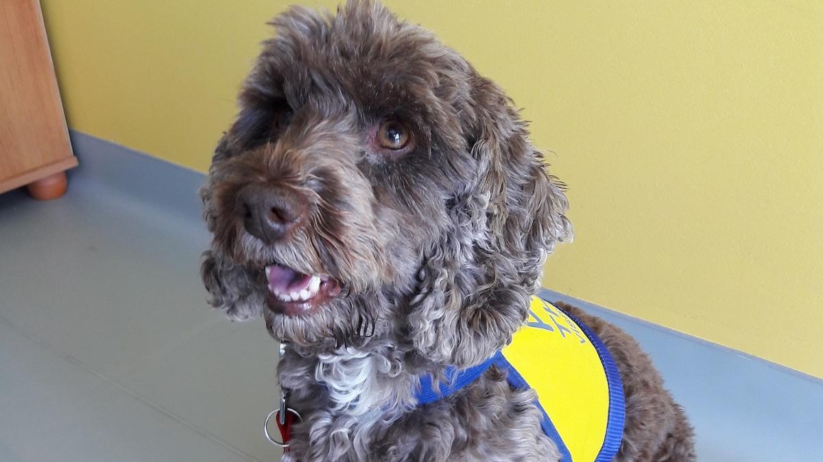 OUHospitals's tweet photo. Welcome to Bree, the newest member of the Neurosciences Therapy Team from @PetsAsTherapyUK . First visit today making both staff and patients smile. #ouhtherapies #petsastherapy #rehab https://t.co/XXDrAAUeOz