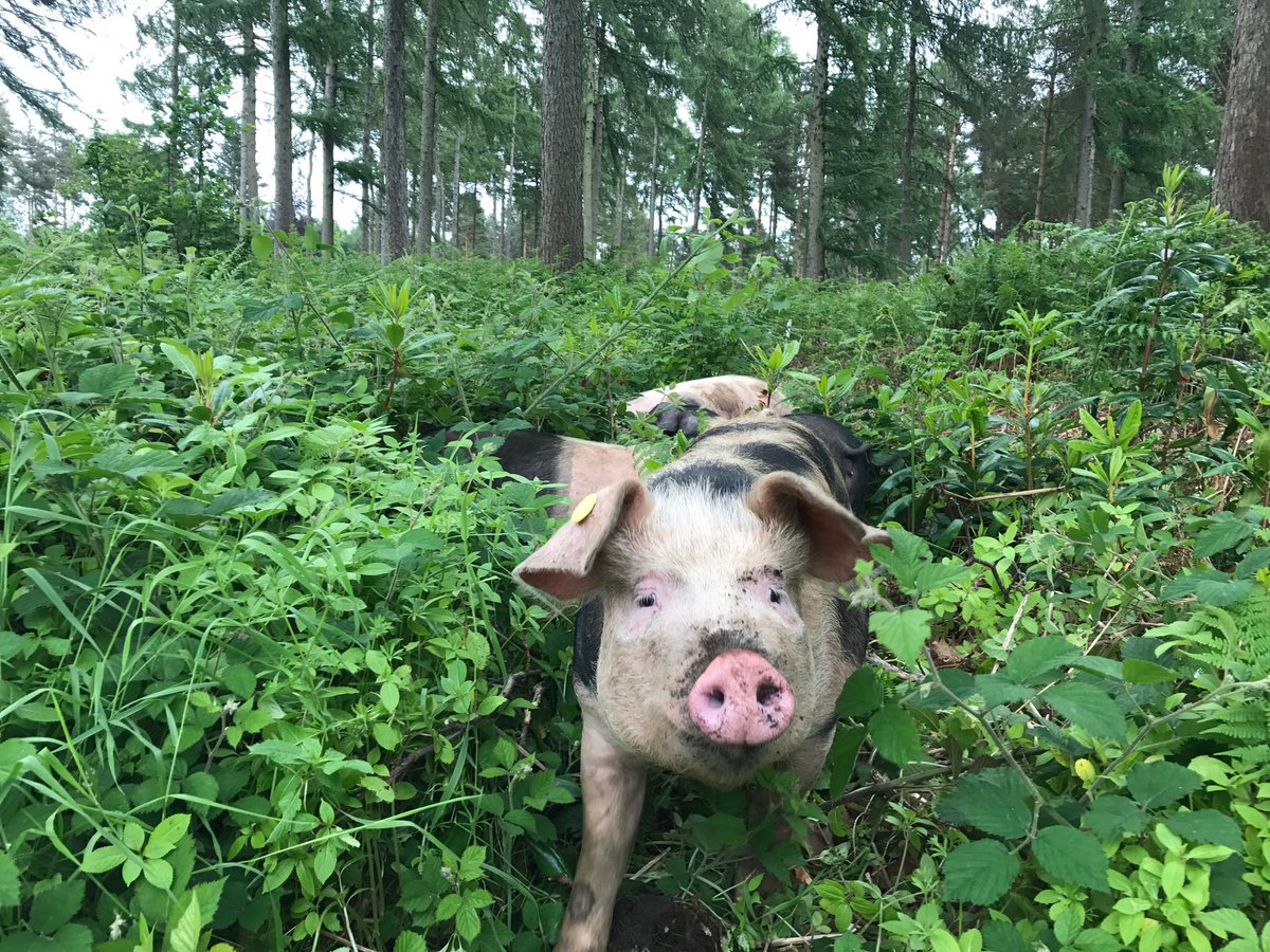 RyanAtkinson20's tweet photo. Available this evening onwards,the next batch of the TRULEY STUNNING Gloucester Old Spot &amp; Saddleback Woodland reared pork is available. These beautiful pigs have been salt Ageing for the last 2weeks,the meat,fat and rind is phenomenal, not to mention the taste #yorkshiresfinest https://t.co/roFQlUKSe4