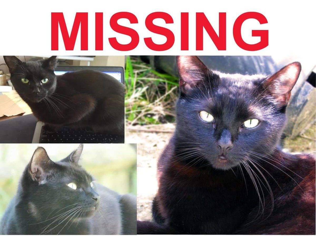 Long shot as already posted on Facebook and leafleted my village but my beloved black cat Spritey has been missing for nearly a week - very out of character. If anyone in #copthorne village reads this please check your garages and sheds.  Any info please reply below.