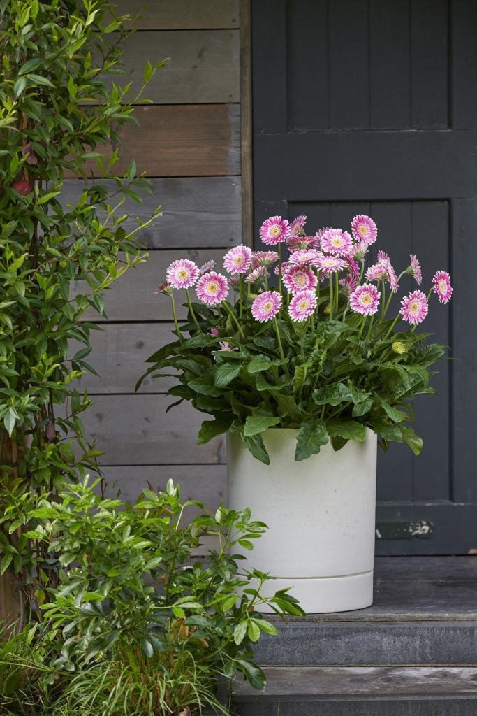 mr_plantgeek's tweet photo. Gerbaras for your borders and pots? That's right, find out about this hardy variety here: https://t.co/dZYaCNzy5z #Gerbara #HardyPlants https://t.co/U32twQ4rGj