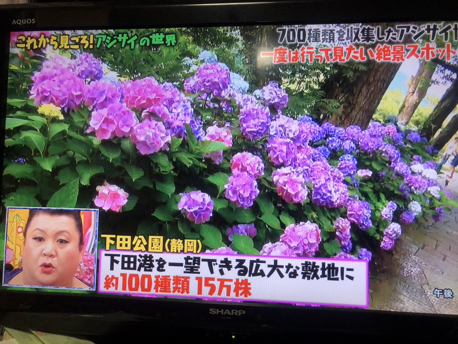 マツコの知らない世界 川原田邦彦アジサイ のおすすめスポットは 今話題のスポーツニュースやアスリート情報をピックアップ