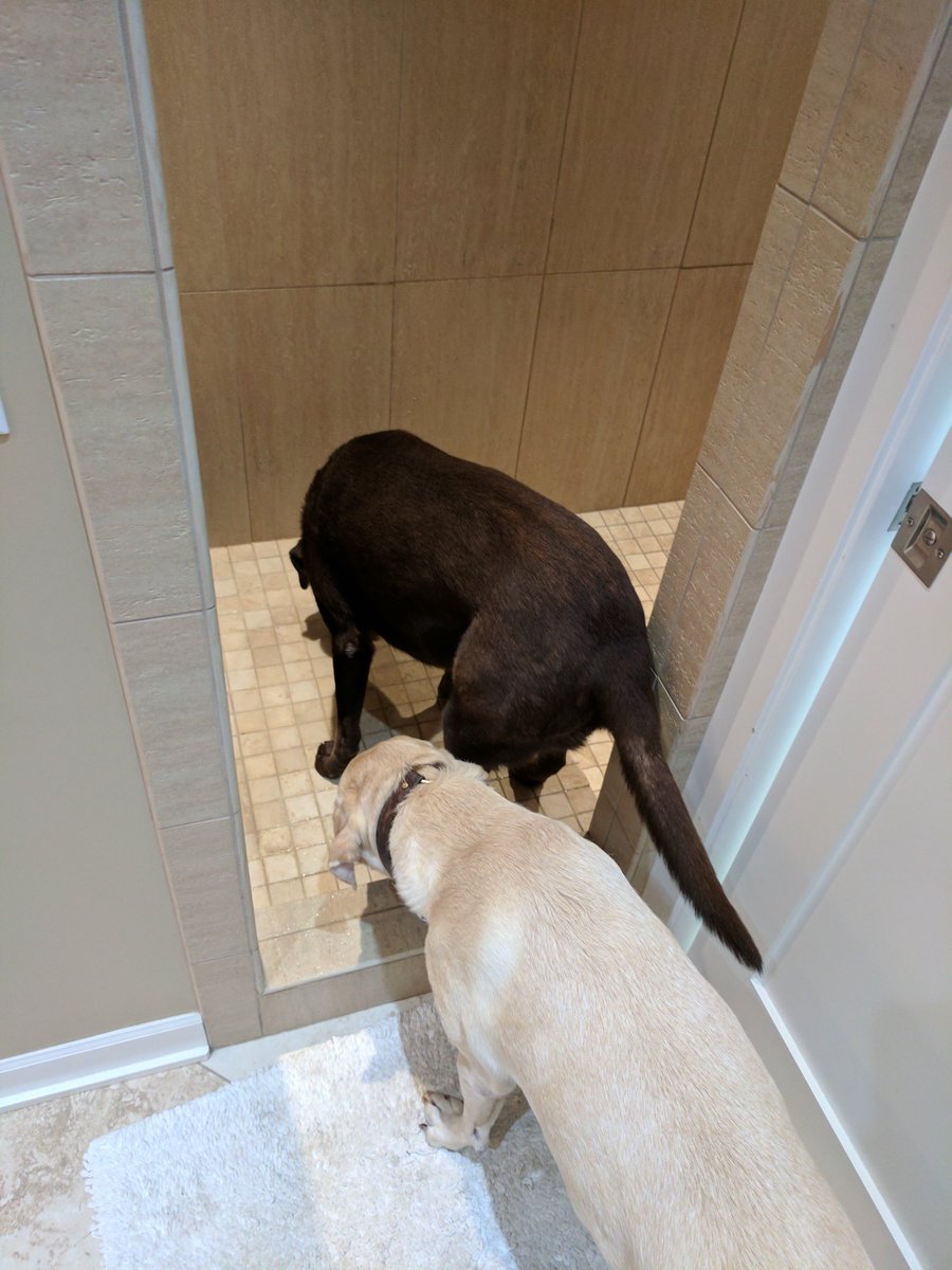 Bad_Brown_Dog's tweet photo. I got extra #showerlickies as a present. https://t.co/pJabSJbtqU