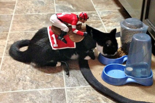 HorseRaceHub's tweet photo. When you love horse racing a bit too much... 😁😁😁

#TuesdayThoughts #Horses #Cats https://t.co/nbVSSA3SyQ