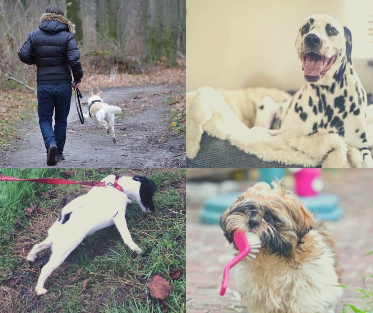 Kay9dogtraining's tweet photo. Are you pulling your hair out because your dog is being difficult in the home or out on a walk? https://t.co/dj4enyphU2 #dogtraining #dogbehaviour #dorset https://t.co/KzahEl63eo
