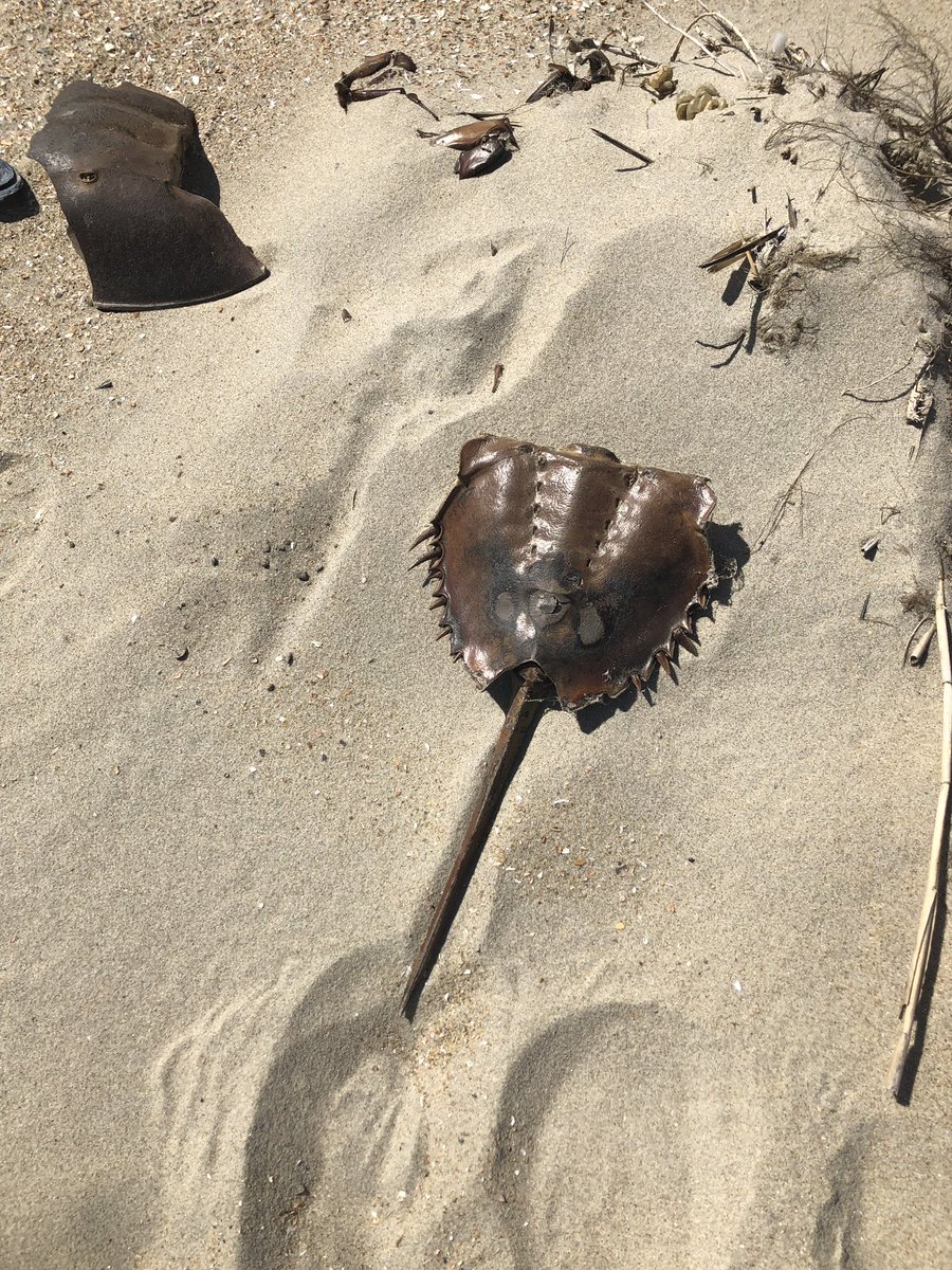 ldapes's tweet photo. we went on the beach anyway https://t.co/f8LnRg0nwy