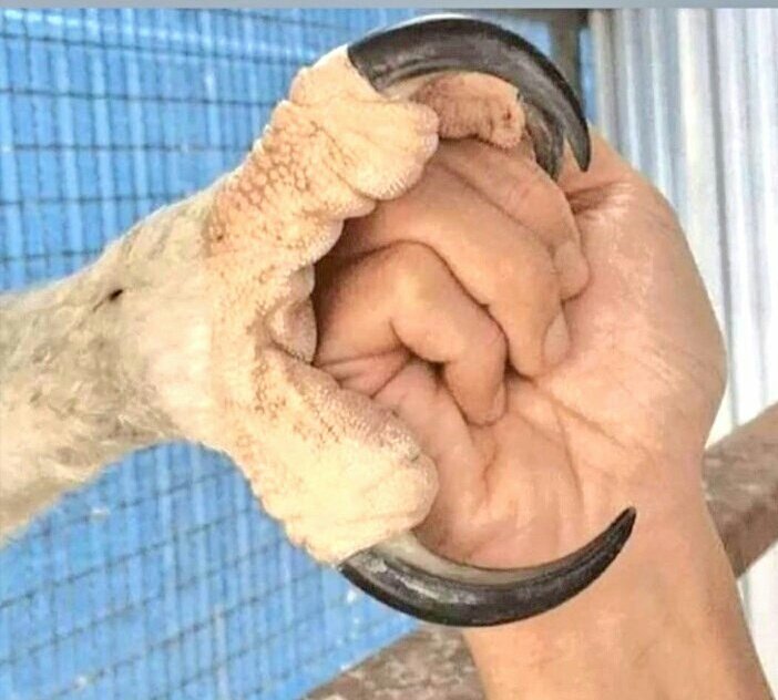 Mehmet Çakır (@diyarbursa) on Twitter photo 