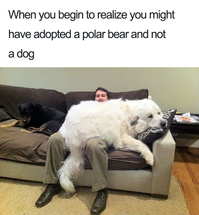 pawsandearspet's tweet photo. He’s just a puppy! 😂🐶🐾
For pet transports (407) 502-7700!

#petcomedy  #pettransport #thepettransporter #groundtransport #petdelivery #doortodoor #pettransportation #pettransporters #pettransportservice #pettransporter #petpictureoftheday #petpicture #groundtransport https://t.co/buxGep5fcw