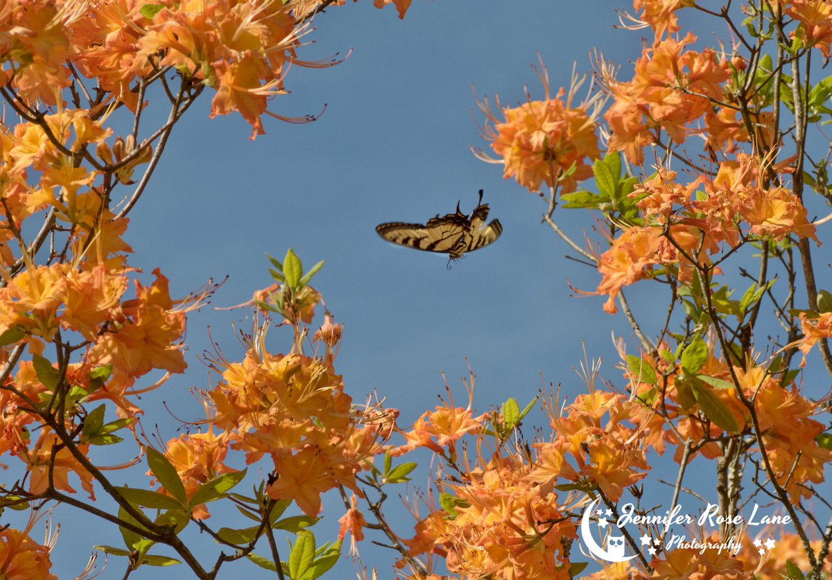 Jens_Starry_Sky's tweet photo. Happy Tuesday! 🙂🧡 #butterflies #swallowtail #orange #OrangeAzalea #spring #SpringPics #photography #WV #SpringInWV @ThePhotoHour https://t.co/Rr0mUXy0og