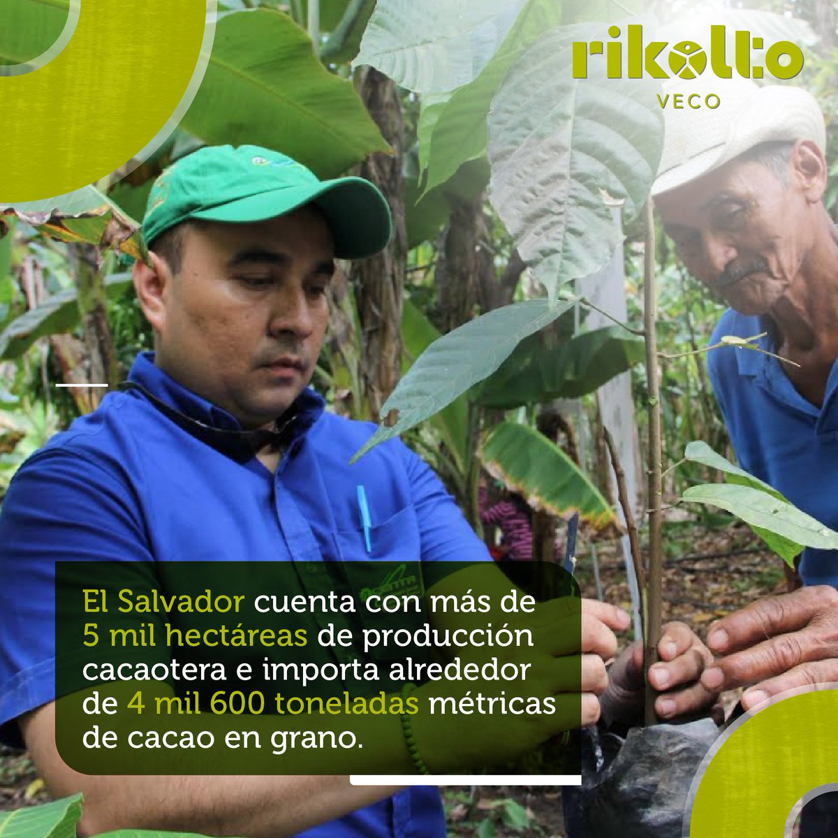 rikoltoLA's tweet photo. #SabíasQué la principal fuente de ingresos entre las fincas cacaoteras de #ElSalvador es la especie musáceas que le permite al productor destinar entre el 10% y 30% para consumo interno y el resto para venta externa, permitiendo un mayor rango de ingresos. #CLUSA #CaritasES https://t.co/GsFjCxp4AY
